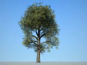 folha larga 008 Modelo 3D