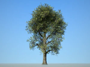 folha larga 008 Modelo 3D