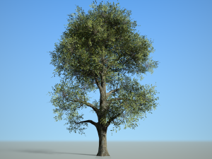 broadleaf 008 3D Modell