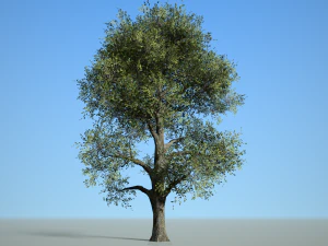 folha larga 008 Modelo 3D