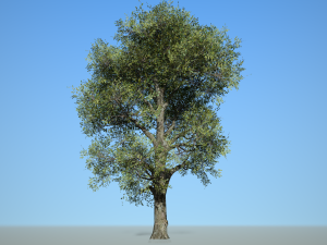 broadleaf 008 3D Modell