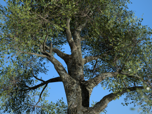 broadleaf 008 3D Modell