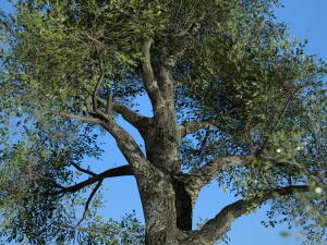 folha larga 008 Modelo 3D