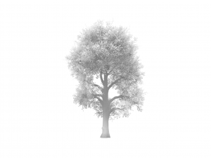 broadleaf 008 3D Modell