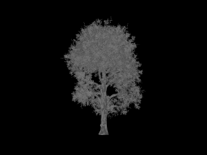 broadleaf 008 3D Modell