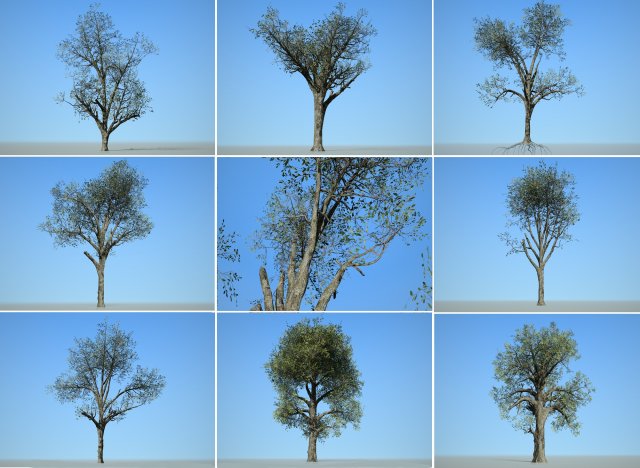 tree collection 001 Model 3D .c4d .max .obj .3ds .fbx .stl .blend 