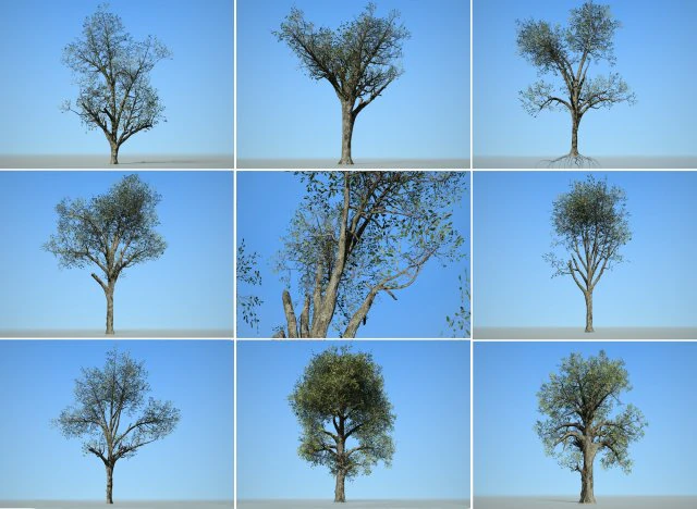 tree collection 001 3D Model .c4d .max .obj .3ds .fbx .stl .blend 