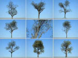 cole&ccedil;&atilde;o de &aacute;rvores 001 Modelo 3D