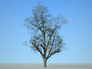 tree collection 001 3D Model
