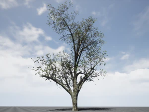 tree collection 001 3D Model