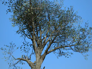 tree collection 001 3D Model