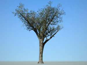 tree collection 001 3D Model