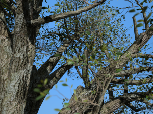 tree collection 001 Model 3D