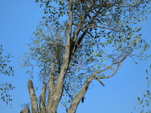 tree collection 001 Model 3D