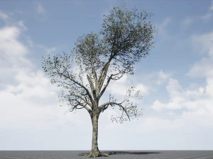 tree collection 001 3D Model