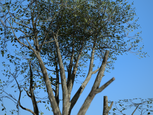 tree collection 001 Model 3D