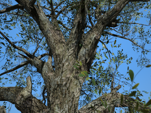 tree collection 001 Model 3D