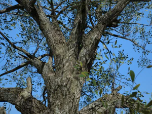 tree collection 001 3D Model