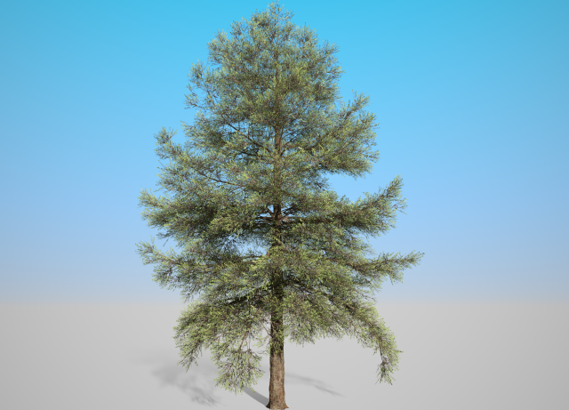 conifer tree 001 3D Model .c4d .max .obj .3ds .fbx .stl .blend 