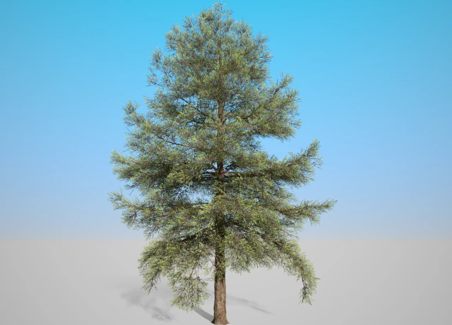 conifer tree 001 3D Model .c4d .max .obj .3ds .fbx .stl .blend 