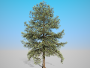 conifer tree 001 3D Модель