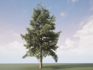 conifer tree 001 3D Model