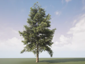 conifer tree 001 3D Model