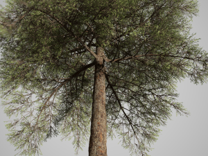 conifer tree 001 3D Model