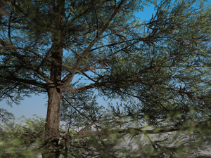 conifer tree 001 3D Model