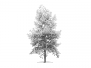 conifer tree 001 3D Model