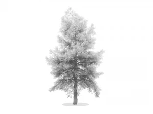 conifer tree 001 3D Model