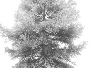 conifer tree 001 3D Model