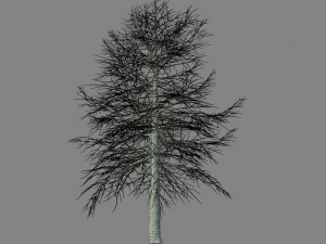 conifer tree 001 3D Model