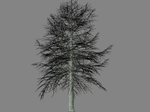 conifer tree 001 3D Model