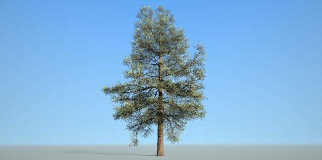 conifer tree 002 3D Model .c4d .max .obj .3ds .fbx .stl .blend