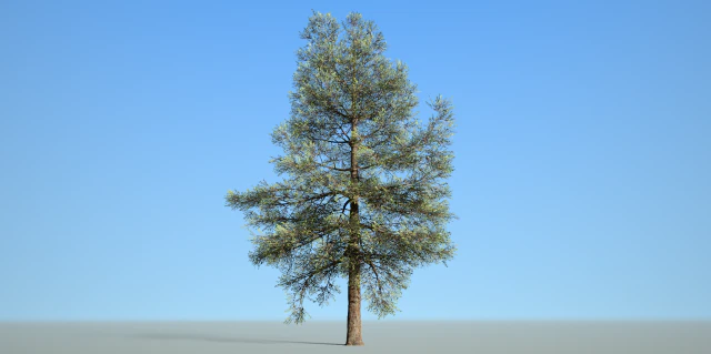 conifer tree 002 3D Model .c4d .max .obj .3ds .fbx .stl .blend 