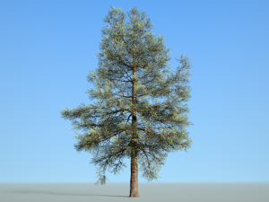 conifer tree 002 3D Модель
