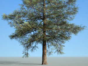 conifer tree 002 3D Model