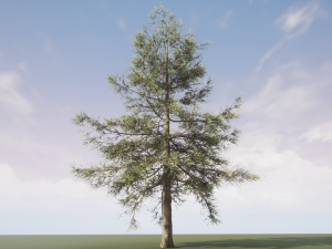 conifer tree 002 3D Model