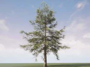 conifer tree 002 3D Model