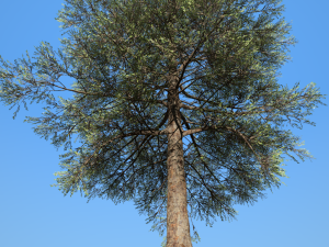 conifer tree 002 3D Model