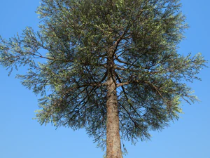 conifer tree 002 3D Model