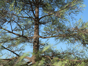 conifer tree 002 3D Model