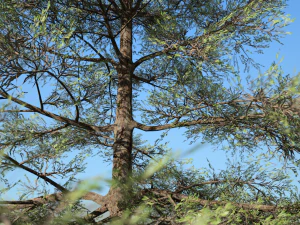 conifer tree 002 3D Model