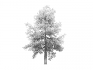 conifer tree 002 3D Model