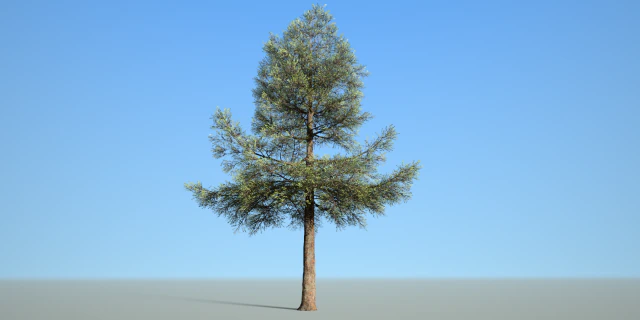 conifer tree 003 3D Model .c4d .max .obj .3ds .fbx .stl .blend