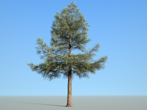 conifer tree 003 3D Model