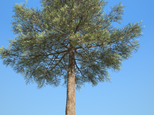 conifer tree 003 3Dモデル