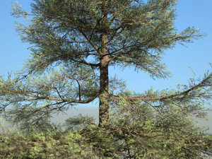 conifer tree 003 3D Model