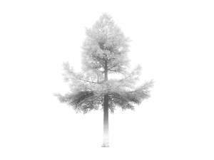 conifer tree 003 3Dモデル